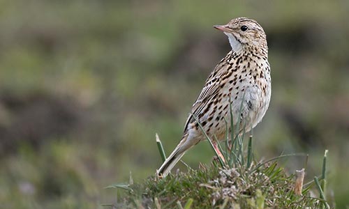 Cachirla común (Anthus correndera)