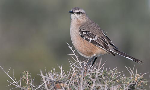 Calandria mora (Mimus patagonicus)