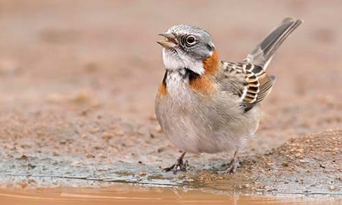 Chingolo (Zonotrichia capensis)