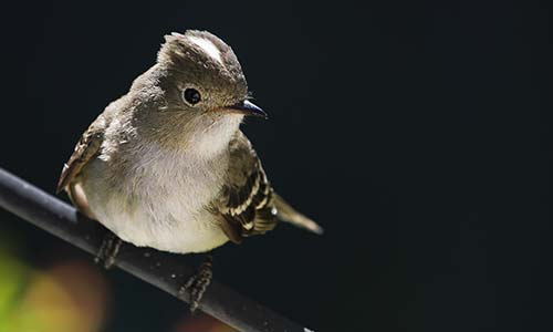 Fiofío silbón (Elaenia albiceps)
