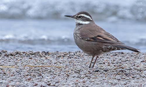 Remolinera araucana (Cinclodes patagonicus)