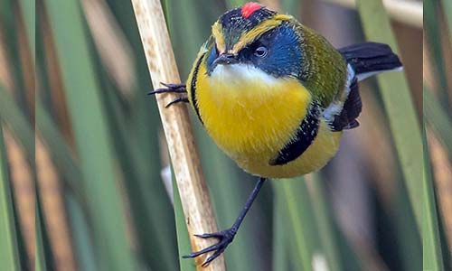 Tachurí siete colores (Tachuris rubigastra)