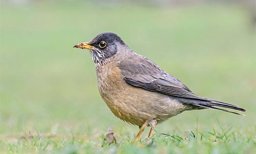 Zorzal patagónico (Turdus falklandii)