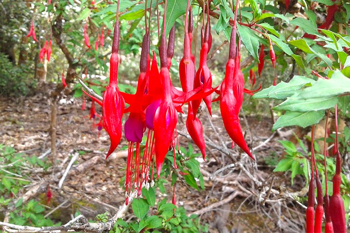 Fucsia ó Aljaba