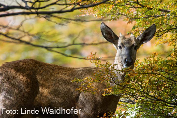 Huemul en Patagonia 