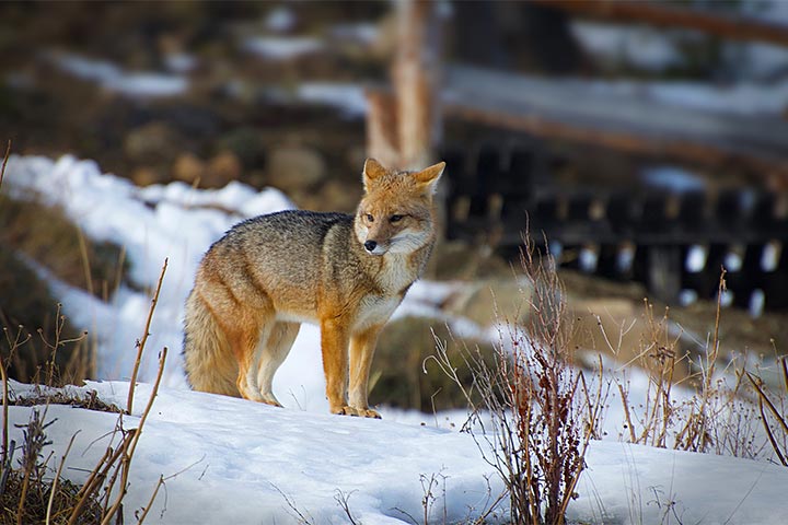 Zorro colorado